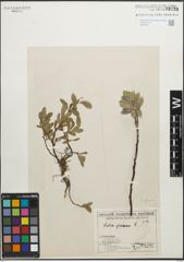 Foto von Salix glauca L.